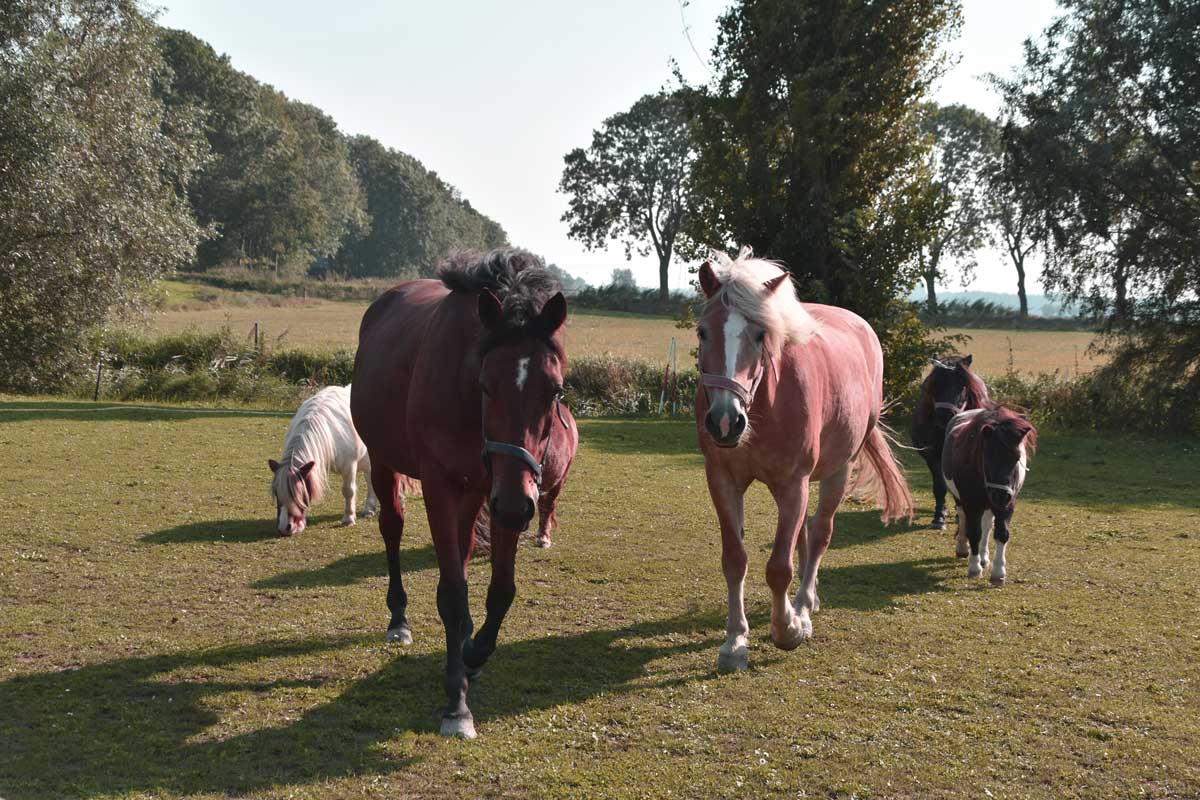 Paardencoaching De Villa
