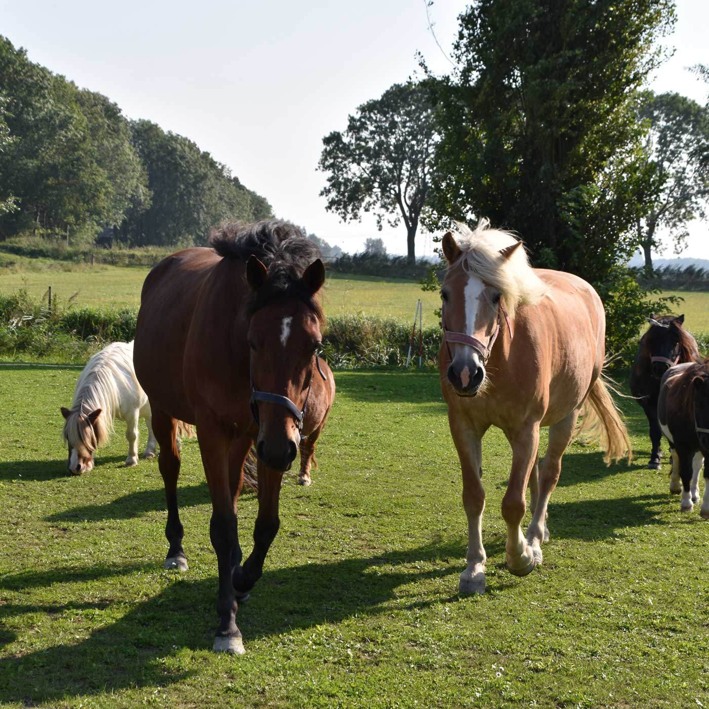 Paardencoaching De Villa