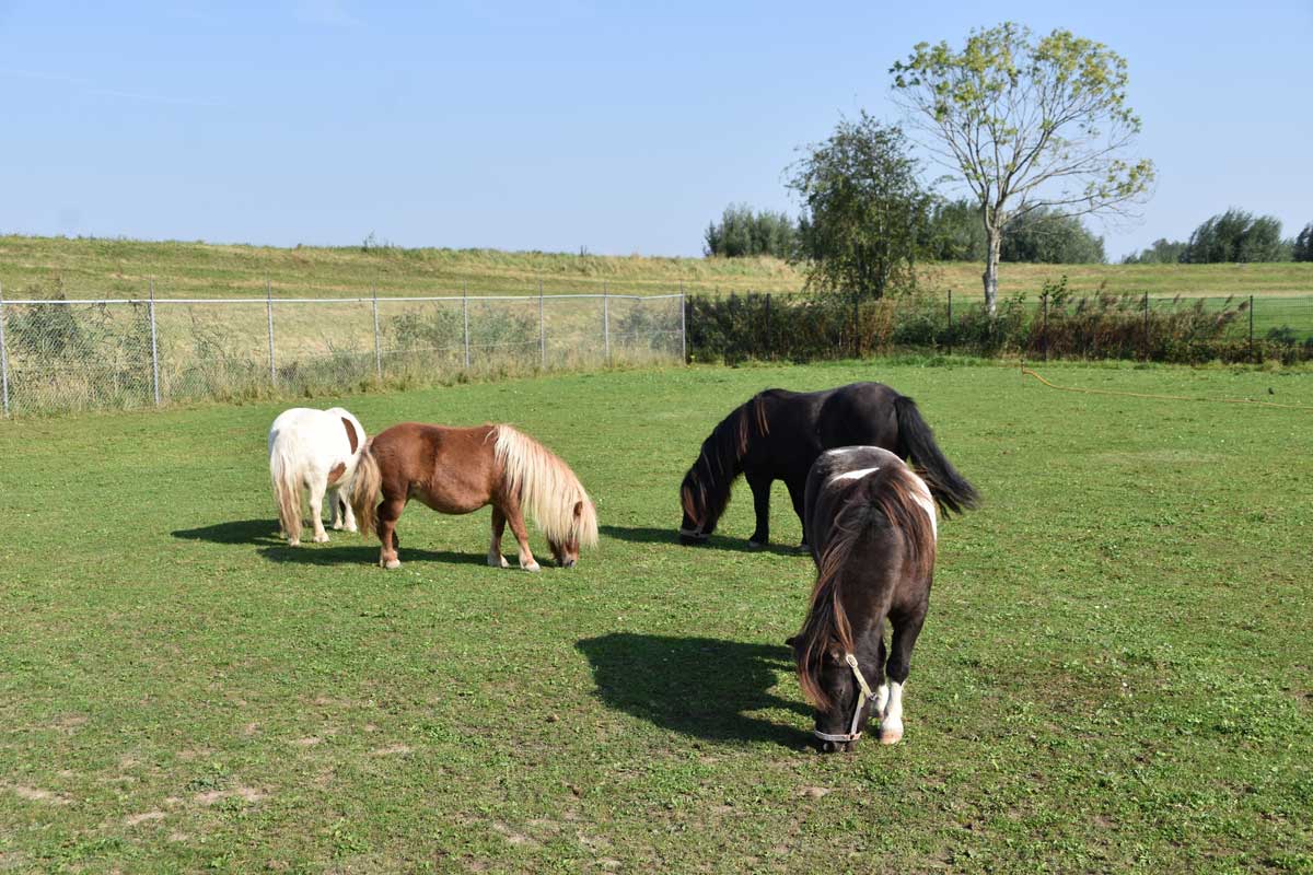 Paardencoaching De Villa